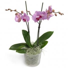 Ροζ  Phalaenopsis Orchid (G)