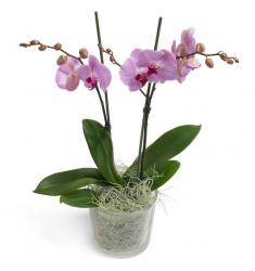 Pink Phalaenopsis Orchid (G)