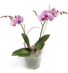 Ροζ  Phalaenopsis Orchid (G)
