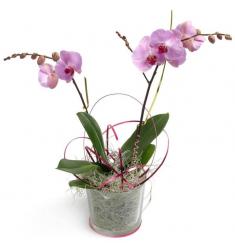 Pink Phalaenopsis Orchid (G)