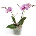 Γλυκειά  Phalaenopsis Orchid (PL)