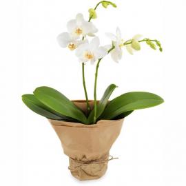 White Orchid (PL)