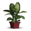 Ντιφεμπάχια φυτό  (AUS)