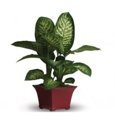 Ντιφεμπάχια φυτό  (AUS)