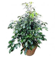 Ficus (SP)