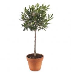 Olive tree (G)