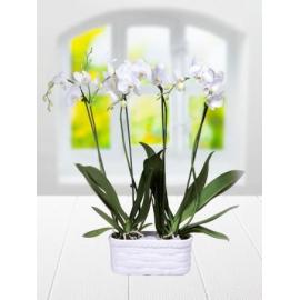White color orcid (TR)