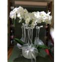 White color orcid (TR)