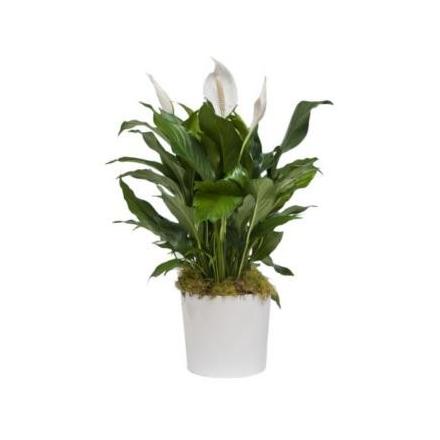 Spatifilium plant (TR)
