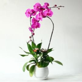 Double purple orchid (CHN)
