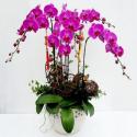 6 branches purple orchid (CHN)