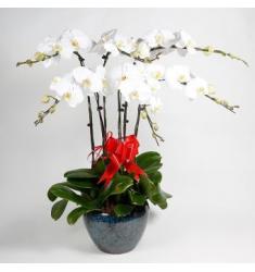6 branches white orchid (CHN)