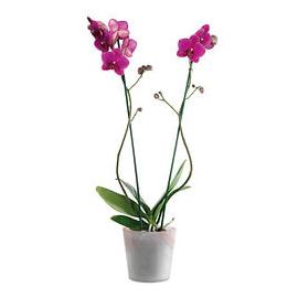 Pink  Orchid in an elegant container