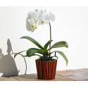 Orchid Phalaenopsis in pot - SUCCESS!