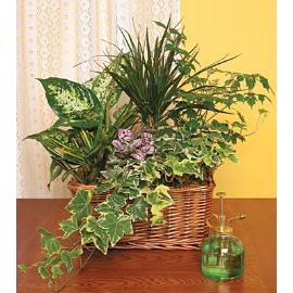 Plants arranged in a basket - HAPPY DAY