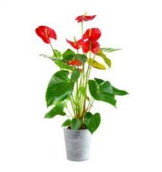 Anthurium red in an elegant container (CH)