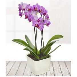 Potted Orchid (UK)