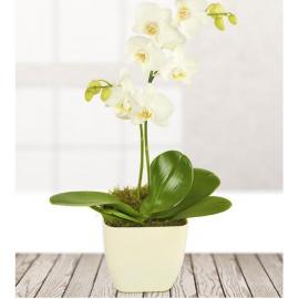White Potted Orchid (UK)