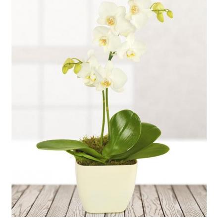 White Potted Orchid (UK)