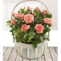 Rose Planted Basket (UK)