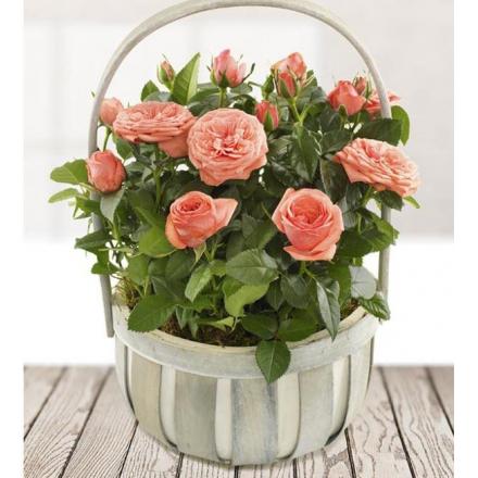 Rose Planted Basket (UK)