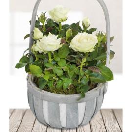 White Rose Basket (UK)