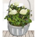 White Rose Basket (UK)