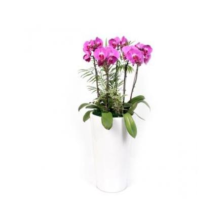 Pink phalaenopsis orchid (KR)