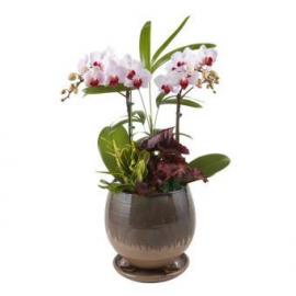 Mini Phalaenopsis orchid (KR)