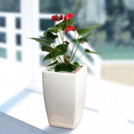 Anthurium plant (KR)