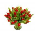 Ravishing Red Tulips (G)