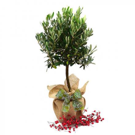 Christmas deco olive-plant