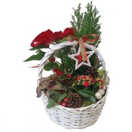 Χριστουγεννάτικο καλάθι με φυτά