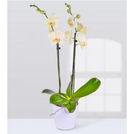 Lemon Phalaenopsis Orchid (UK)