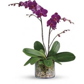Imperial Purple Orchid (Αμερική-Καναδάς)