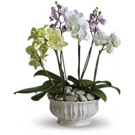 Regal Orchids (U.S.A.-Canada)