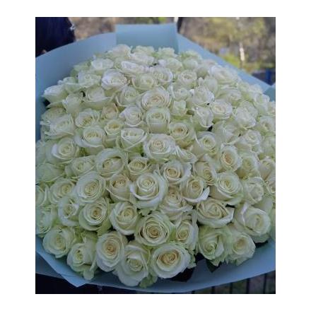 101 white roses (MD)