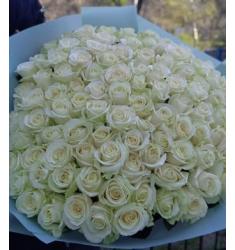 101 λευκά τριαντάφυλλα (MD)