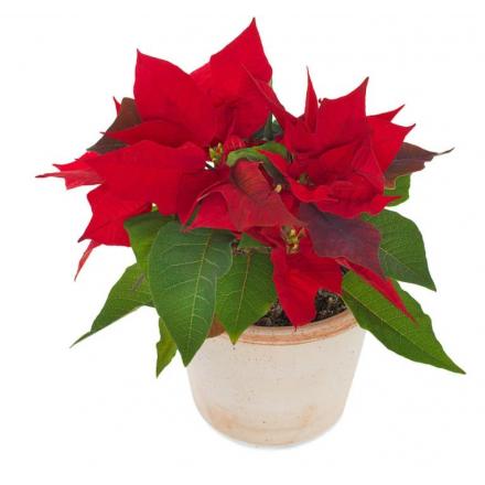 Red PoinsettiaG)