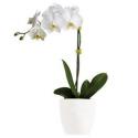 Phalaenopsis Orchid (AUS)