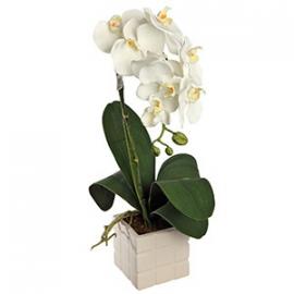 White Orchid Plant (IT)