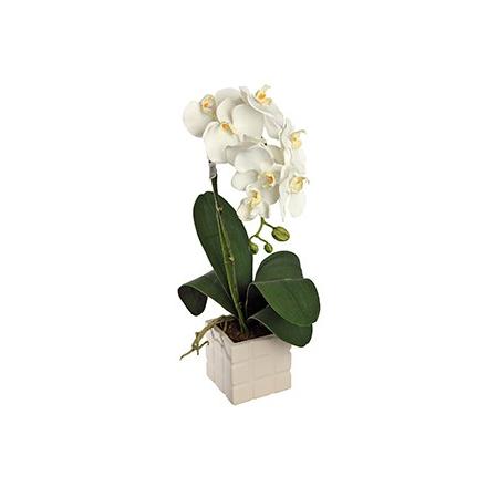 White Orchid Plant (IT)