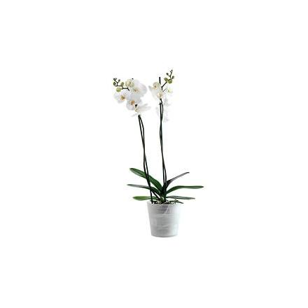 White Orchid in an elegant container