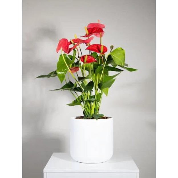 Anthurium Plant (IT)