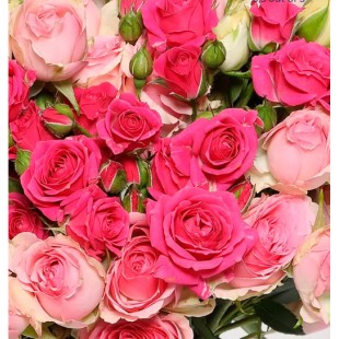 Μπουκέτο με ροζ τριαντάφυλλα (IT)