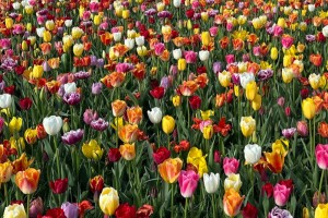 Γνωρίστε την τουλίπα σε όλα τα χρώματα
