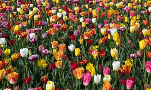 Γνωρίστε την τουλίπα σε όλα τα χρώματα
