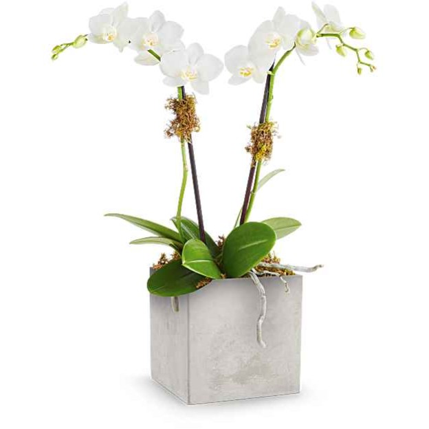 Orchid Artistry (Αμερική-Καναδάς)