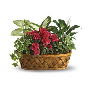 Plants Galore Plants Galore