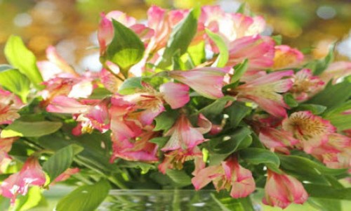 Αλστρομέρια η Alstromeria